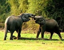 Muthanga Wildlife Sanctuary